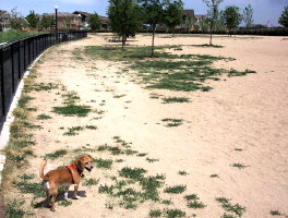 Stapleton Dog Park