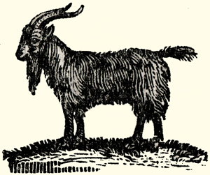 Calico Goat