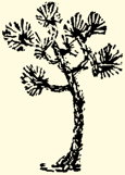 Johua Tree