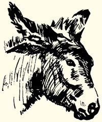 Burro