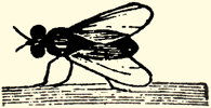 Fly