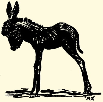 Mule Jack