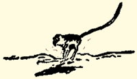 Pack Rat