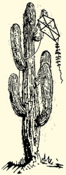 Saguaro and Kite