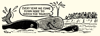 Whale of a Time