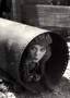 Little Annie Rooney