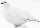 Ptarmigan